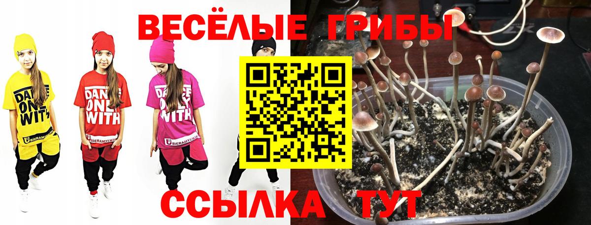 Галлюциногенные грибы Psilocybine cubensis Калуга